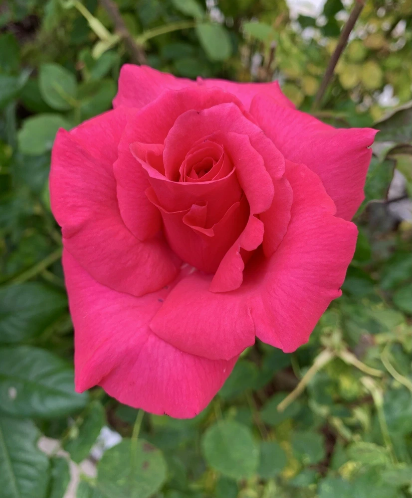 Fragrant Large Dark Pink Rose Cuttings - 5 Pack for Planting - Outdoor Flower - Image 8