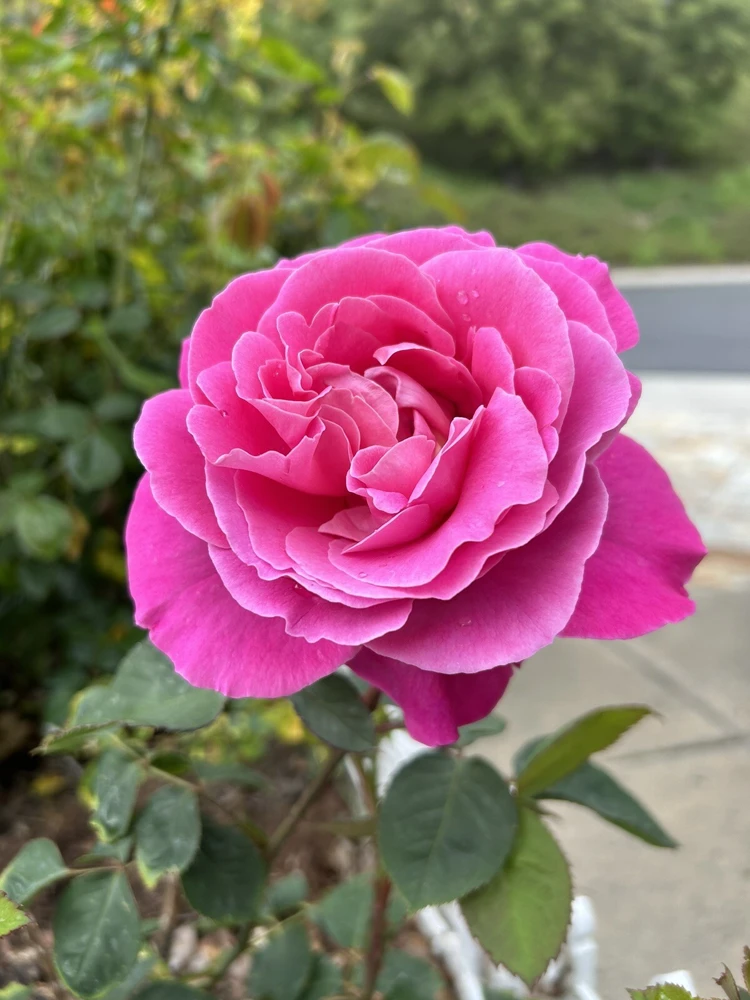 Fragrant Large Dark Pink Rose Cuttings - 5 Pack for Planting - Outdoor Flower - Image 9