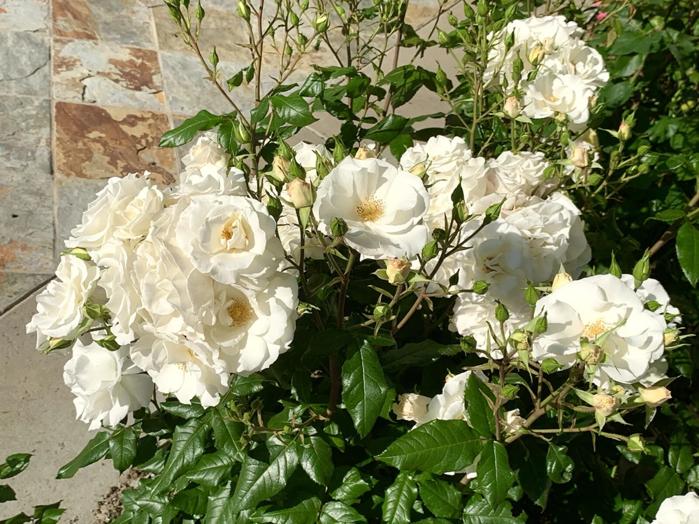Fragrant White Swany Shrub Rose Live Plant – 5 Stems 4-8 inches – Outdoor - Image 1