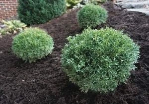 Franklin's Gem Boxwood Live Plant - Evergreen Shrub, 6-12 inches, Quart Pot - Image 1