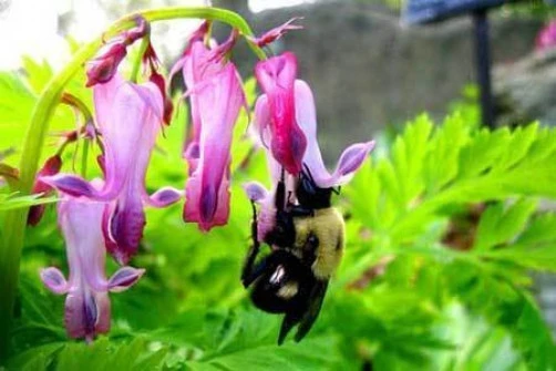 Fringed Bleeding Heart Seeds - Dicentra eximia Perennial Flower - 10 Seeds - Image 1