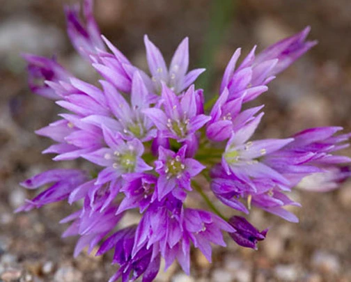 Fringed Onion Seeds - Allium fimbriatum - 10 Seeds - Perennial Pink Outdoor - Image 1