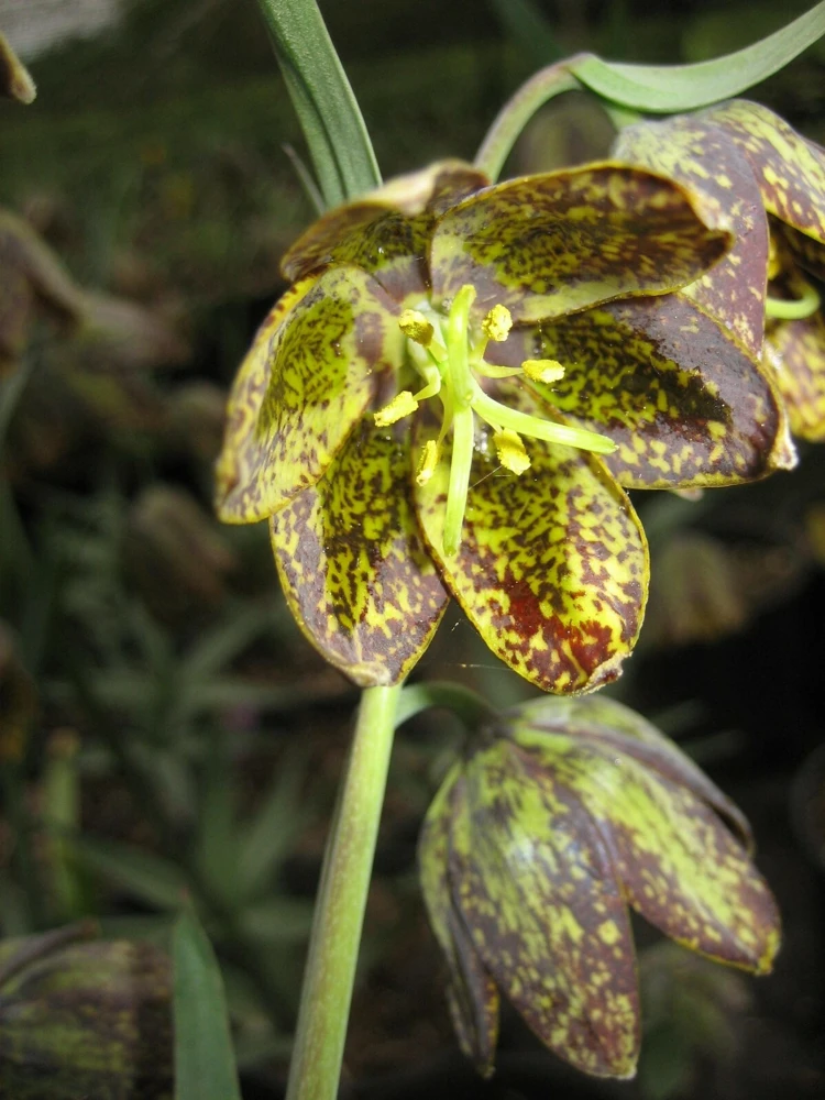 Fritillaria atropurpurea Seeds - Spotted Fritillary Flower Bulbs - 10 Seeds - Image 1