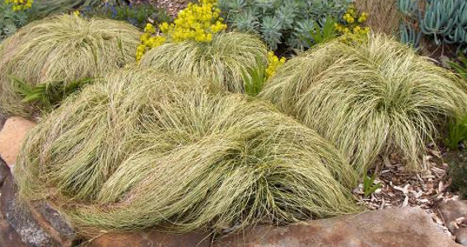 Frosted Curls Sedge Grass Seeds - Carex comans - 10 Seed Pack - Ornamental Grass - Image 1