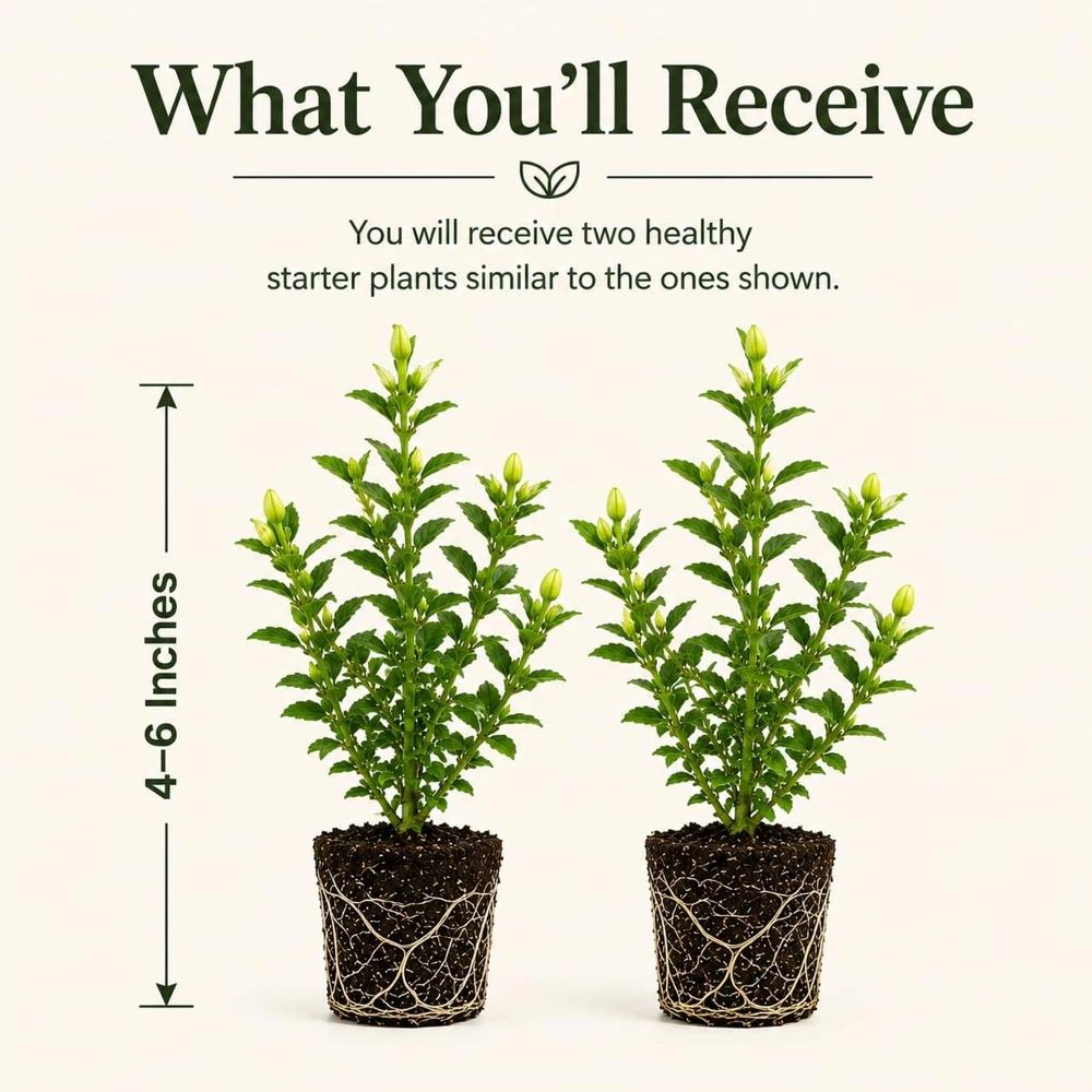Frostproof Jasmine Live Plant, Fragrant White Flowering Vine, 2-Pack, 4-6 Inch Tall - Image 2