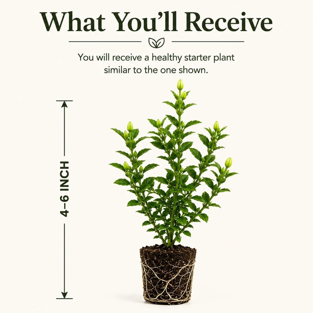 Frostproof Jasmine Live Plant - Fragrant White Flowering Vine, 4-6 Inch Tall - Image 2