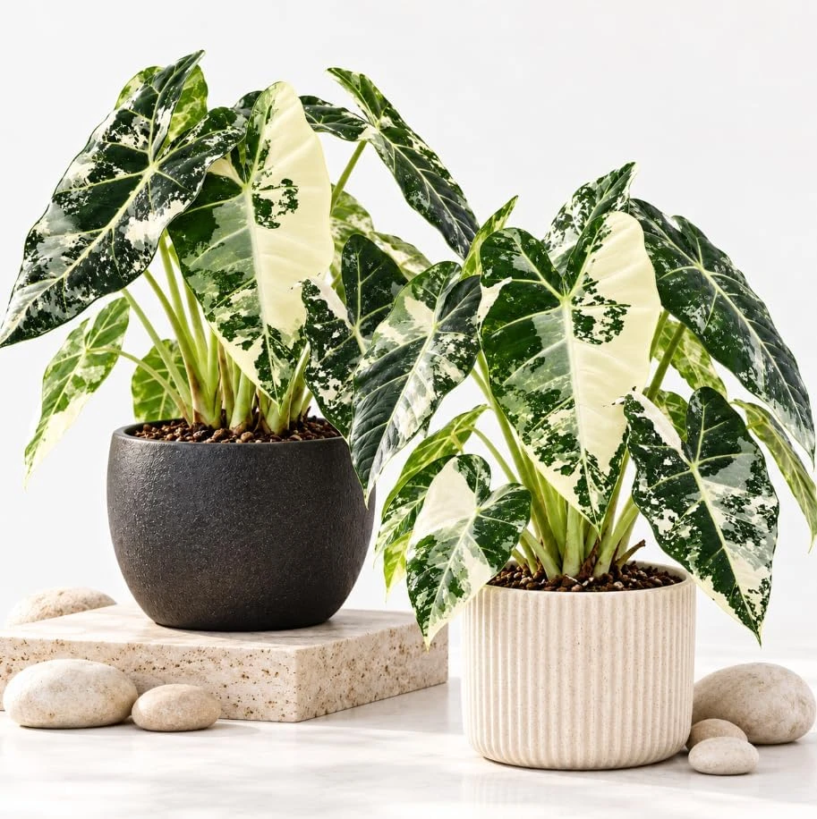 Frydek Variegated Alocasia Live Plant - 2 Pack, 4-7 Inches Tall, Tropical Foliage for Indoor & Patio - Image 1