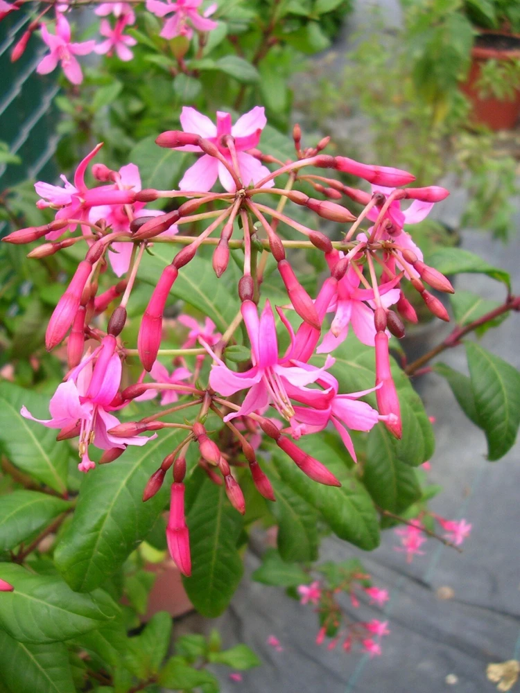 Fuchsia Arborescens Lilac Tree Fuchsia Seeds - 10 Count Perennial - Image 1
