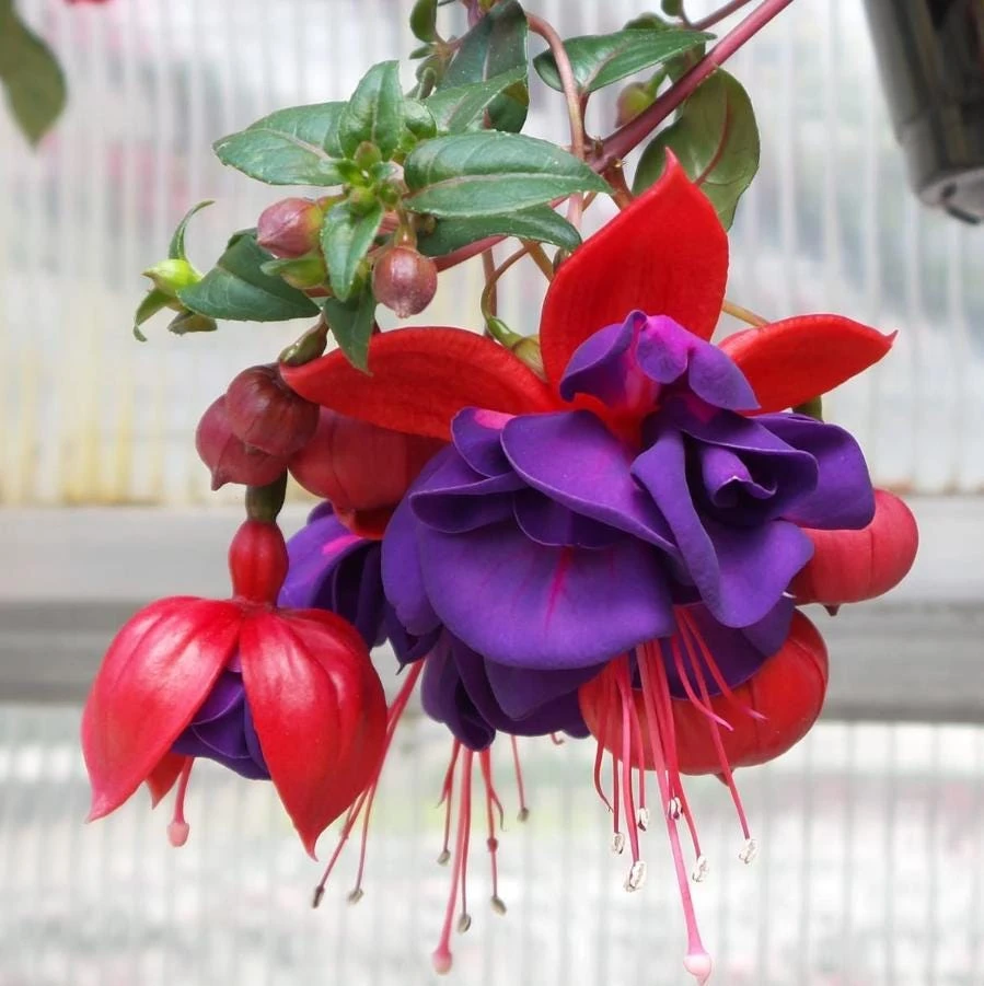 Fuchsia Corabells Dark Eyes Live Plant – 6" Pot – Shade Tolerant Flowering Ornamental Plant for Hanging Baskets - Image 1