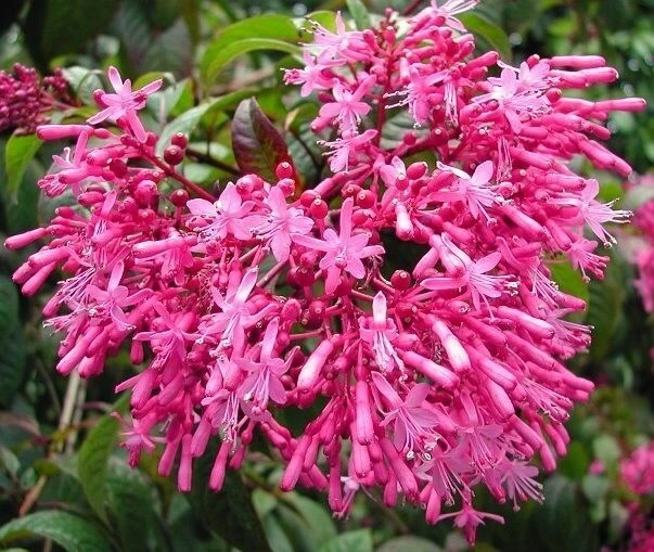 Fuchsia paniculata Shrubby Fuchsia Seeds - 20 Seed Pack - Perennial Flower - Image 1