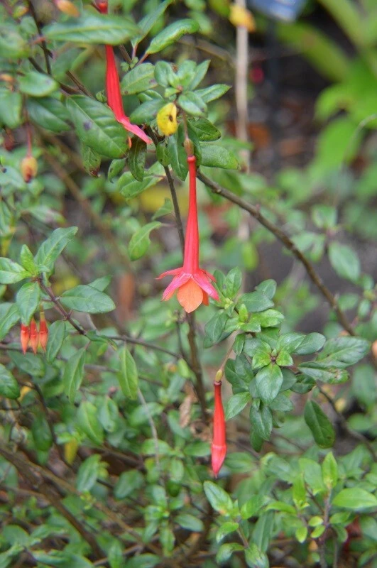 Fuchsia vulcanica Seeds - Rare Volcano Fuchsia Plant Seeds - 10 Count - Image 2