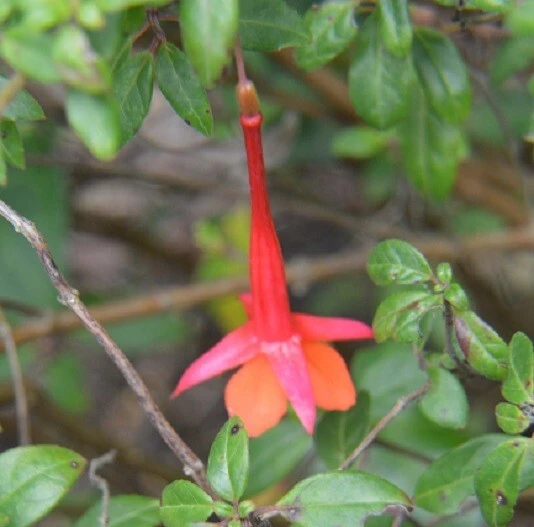 Fuchsia vulcanica Seeds - Rare Volcano Fuchsia Plant Seeds - 10 Count - Image 1