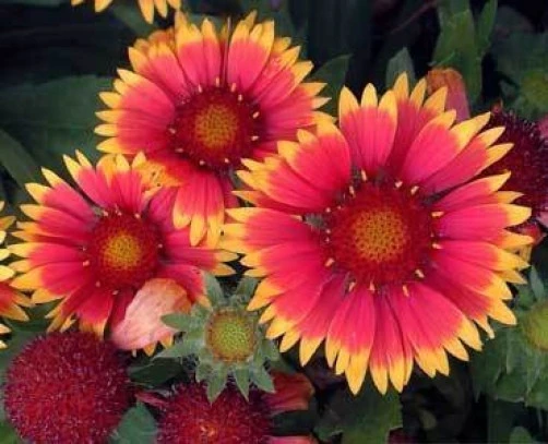 Gaillardia Bijou Seeds – 10 Perennial Flower Seeds – Drought Tolerant - Image 1