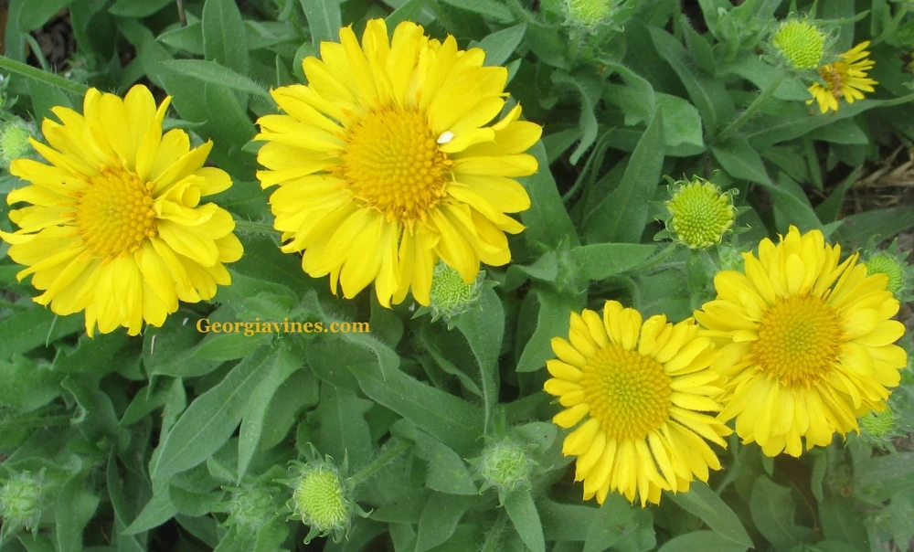 Gaillardia Gallo Yellow Blanket Flower Seeds - 20 Seeds, Perennial - Image 1