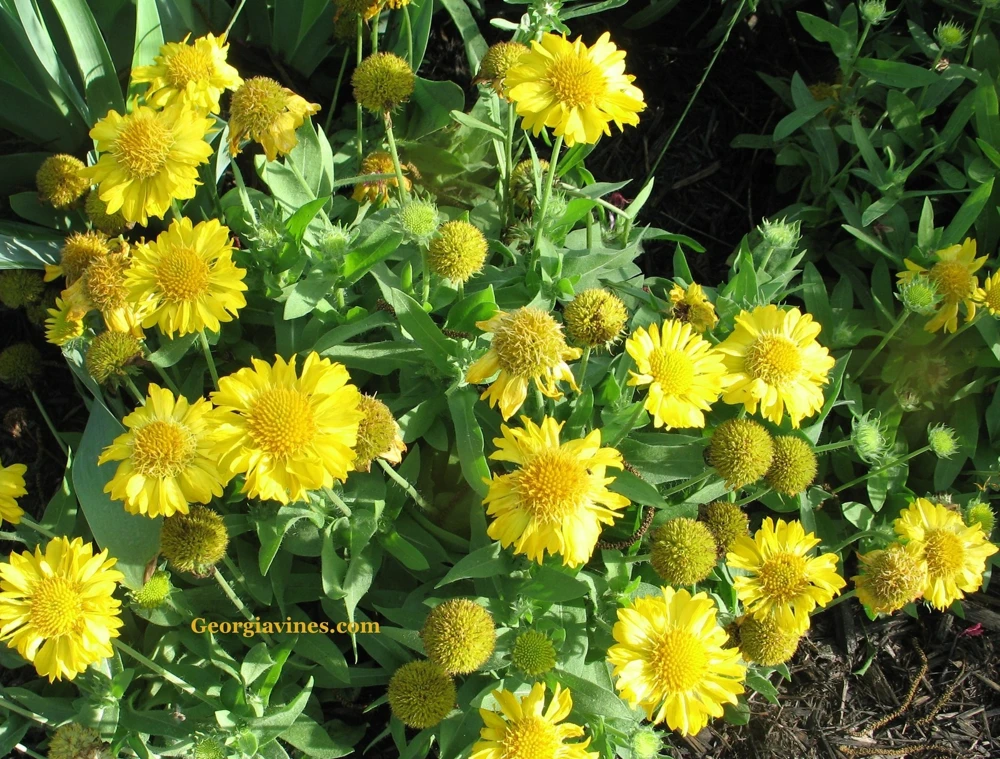 Gaillardia Gallo Yellow Blanket Flower Seeds - 20 Seeds, Perennial - Image 2