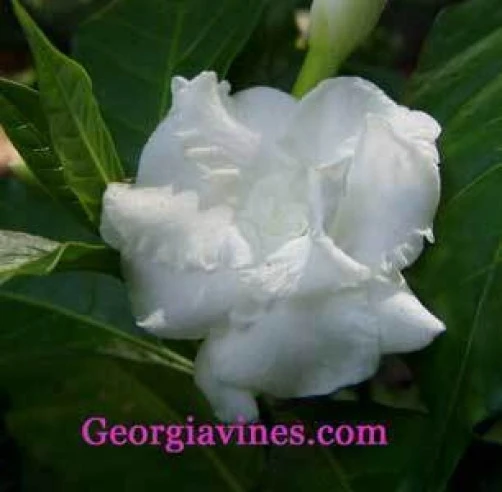 Gardenia jasminoides Seeds – Cape Jasmine Flower Seeds – 20 Count – Fragrant Blooms - Image 2