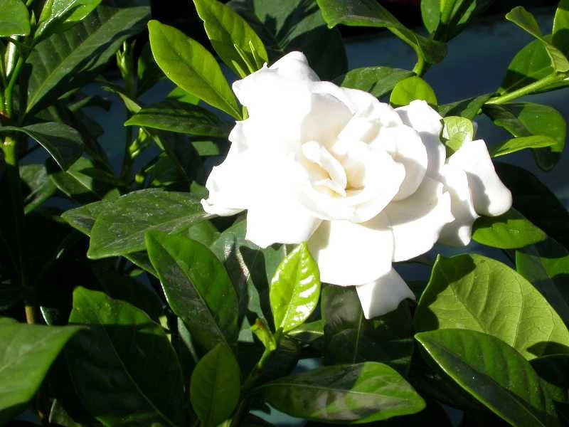 Gardenia jasminoides Seeds – Cape Jasmine Flower Seeds – 20 Count – Fragrant Blooms - Image 3