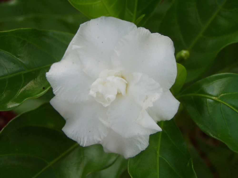Gardenia jasminoides Seeds – Cape Jasmine Flower Seeds – 20 Count – Fragrant Blooms - Image 4