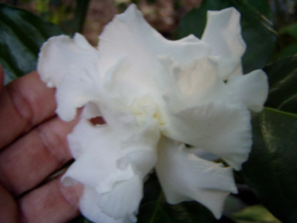 Gardenia jasminoides Seeds – Cape Jasmine Flower Seeds – 20 Count – Fragrant Blooms - Image 1