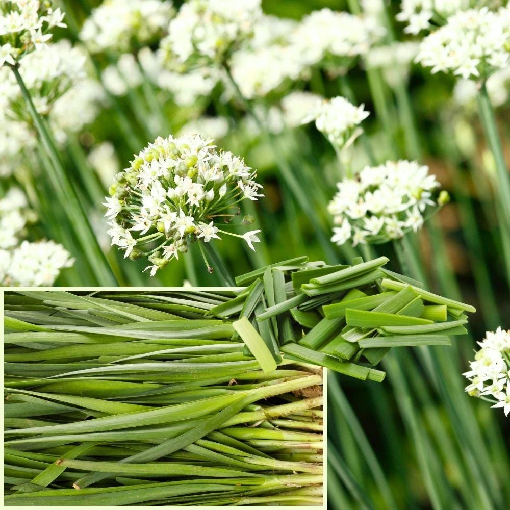 Garlic Chive Live Plants - 20 Pack Culinary Herb Starter Roots - Image 1