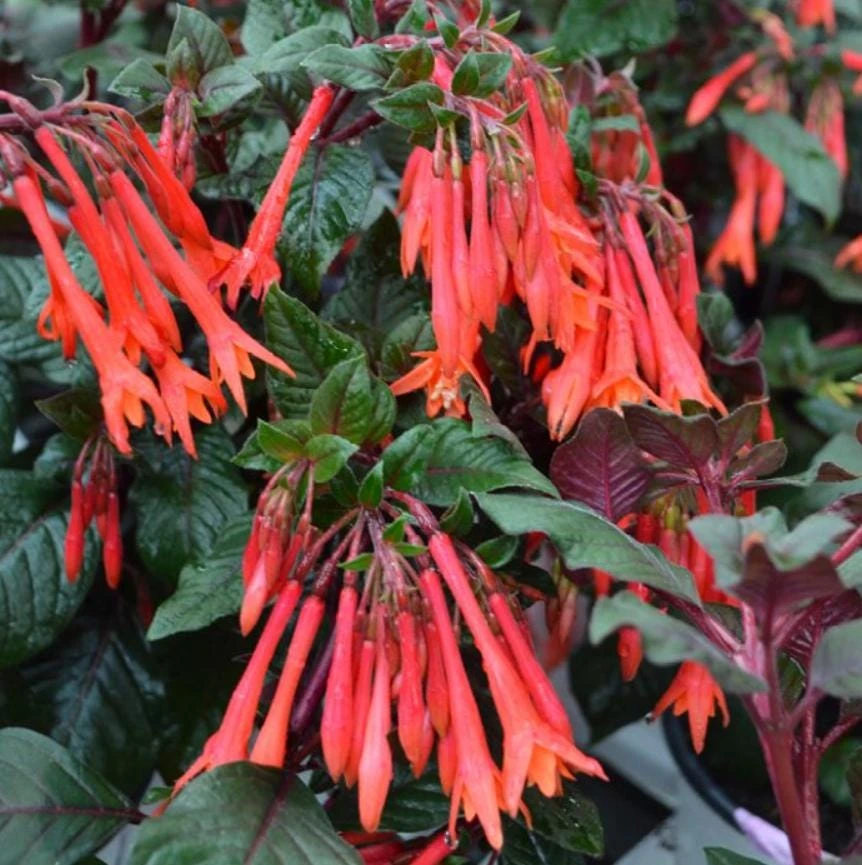 Gartenmeister Fuchsia Live Plant - 5" Pot - Shade-Loving Red-Orange Blooms - Image 2