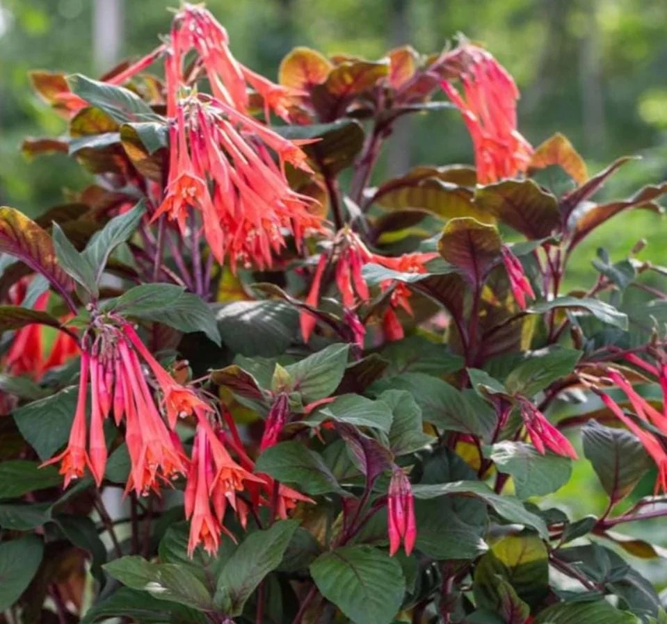 Gartenmeister Fuchsia Live Plant - 5" Pot - Shade-Loving Red-Orange Blooms - Image 3