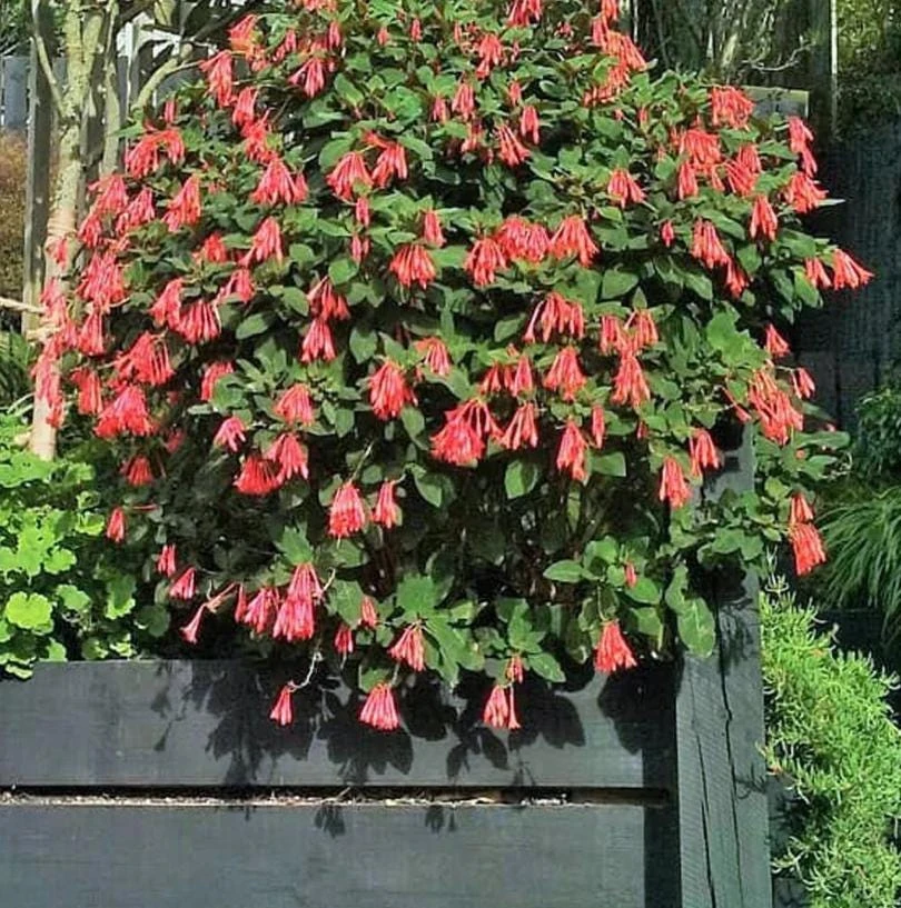 Gartenmeister Fuchsia Live Plant - 5" Pot - Shade-Loving Red-Orange Blooms - Image 4