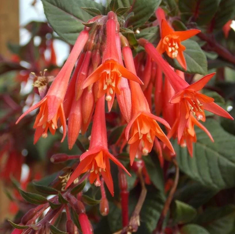 Gartenmeister Fuchsia Live Plant - 5" Pot - Shade-Loving Red-Orange Blooms - Image 1
