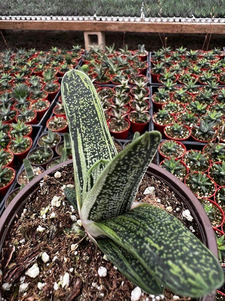 Gasteria Little Warty Live Succulent Plant – 4'' Pot – Rare Indoor Succulent - Image 1