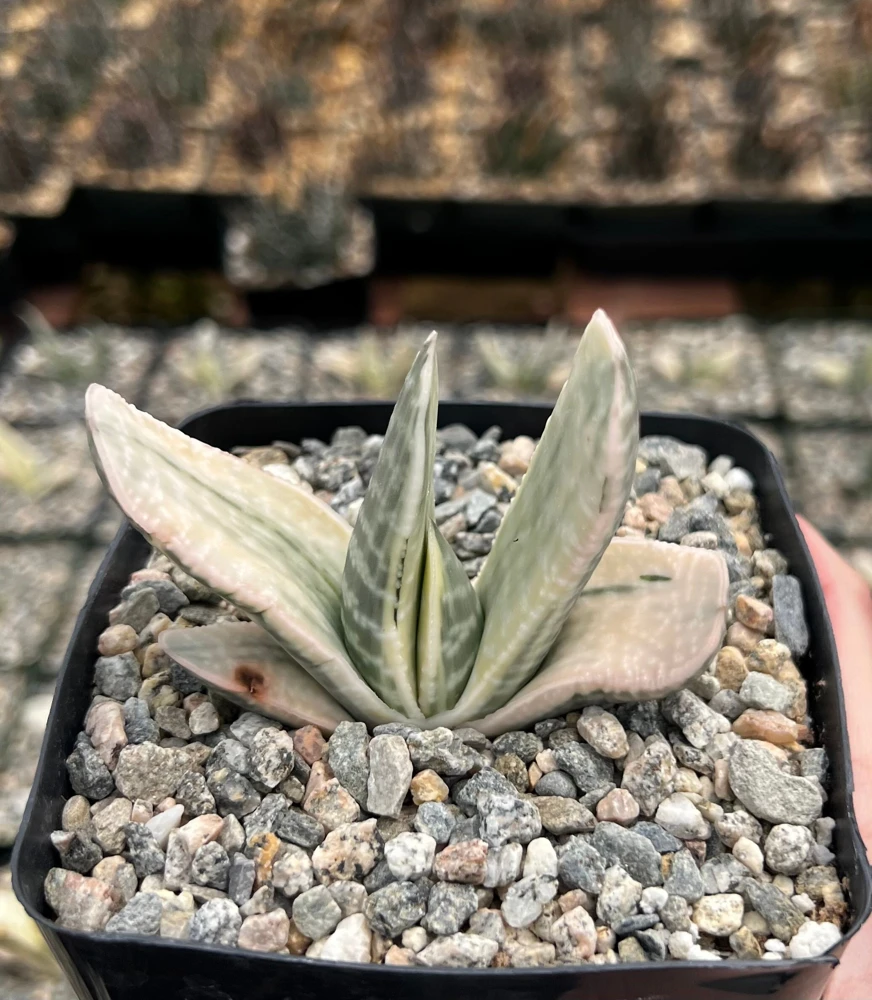 Gasteria Sakura Fuji Variegated Succulent Live Plant - 3.5" Pot Indoor - Image 1