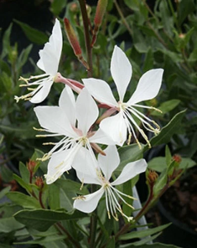 Gaura lindheimeri Summer Breeze Seeds - Perennial Flower Seeds - 10 Count - Image 1