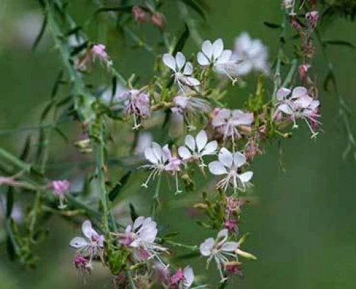 Gaura Seeds - Whirling Butterflies Plant Seeds - 30 Seeds Perennial - Image 1