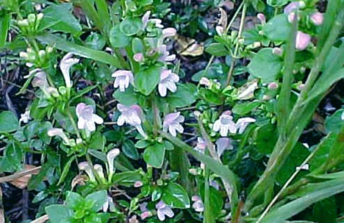 Georgia Basil Seeds - Satureja georgiana - 30 Seed Pack - Herb Seeds - Image 1