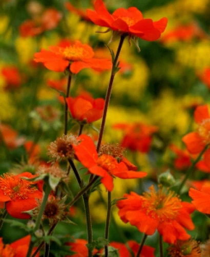 Geum Coccineum Cooky Seeds – Fiery Red Perennial Flower Seeds – 15 Count - Image 1