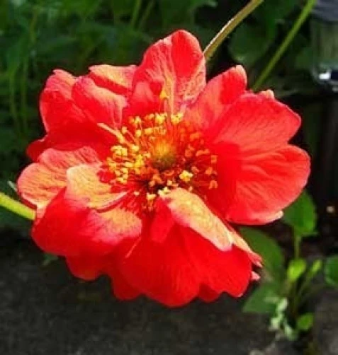 Geum Double Bloody Mary Seeds – Perennial Flower – 10 Seeds - Image 1