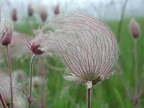 Geum triflorum Prairie Smoke Seeds - 25 Perennial Flower Seeds - Image 1