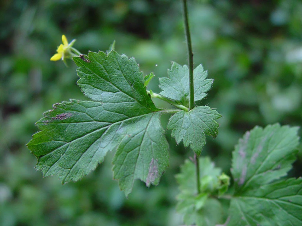 Geum urbanum Wood Avens Seeds - 10 Perennial Seed Pack for Garden - Image 2