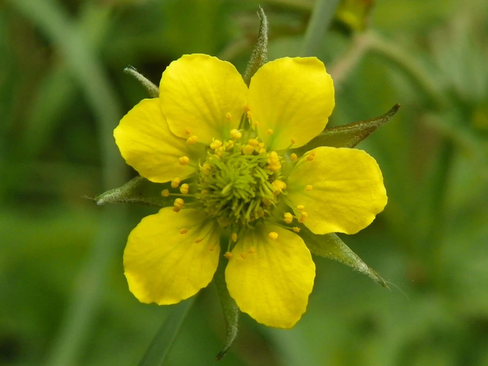 Geum urbanum Wood Avens Seeds - 10 Perennial Seed Pack for Garden - Image 1