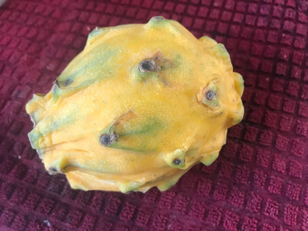 Giant Hawaiian Gold Dragon Fruit Seeds - Hylocereus Undatus - 15 Seeds - Image 2