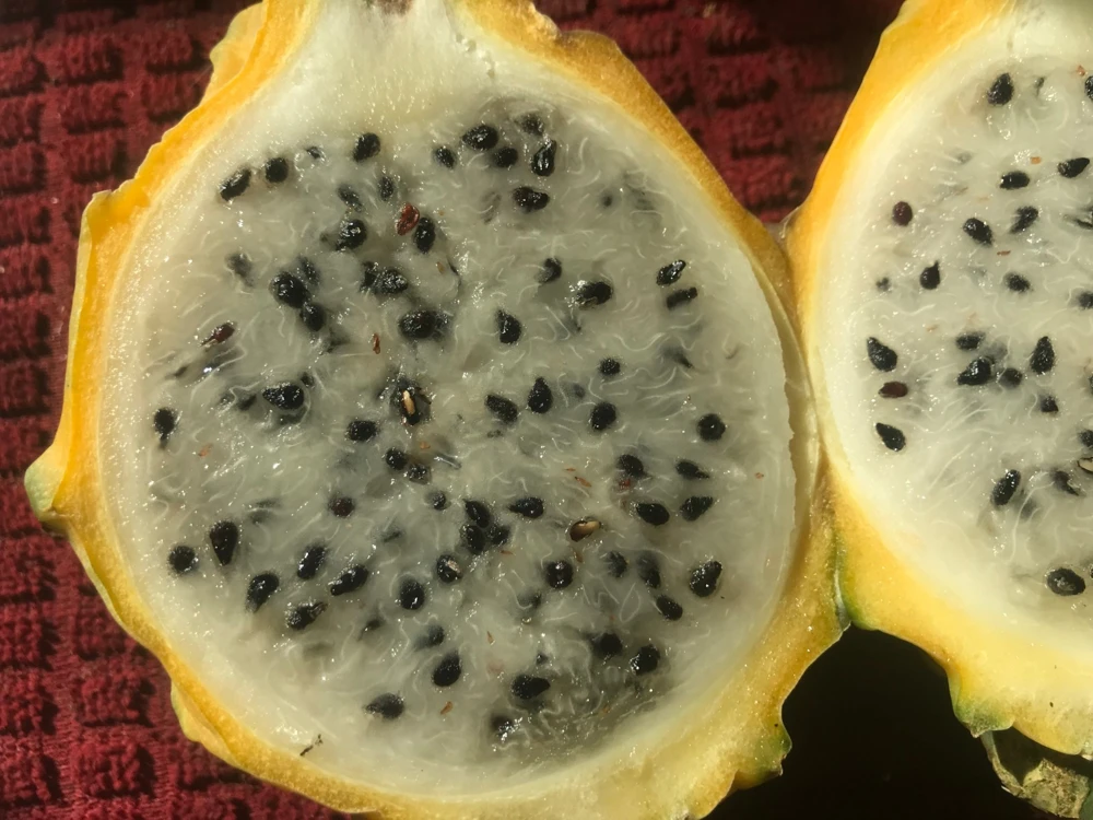 Giant Hawaiian Gold Dragon Fruit Seeds - Hylocereus Undatus - 15 Seeds - Image 3
