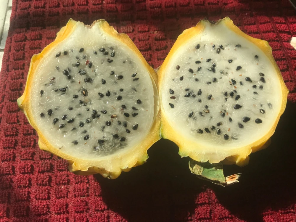 Giant Hawaiian Gold Dragon Fruit Seeds - Hylocereus Undatus - 15 Seeds - Image 1