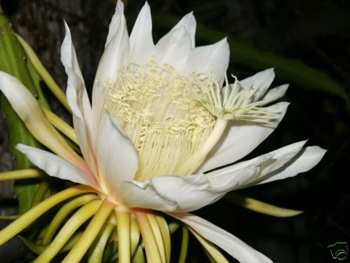 Giant Hawaiian Gold Dragon Fruit Seeds - Hylocereus Undatus - 15 Seeds - Image 4