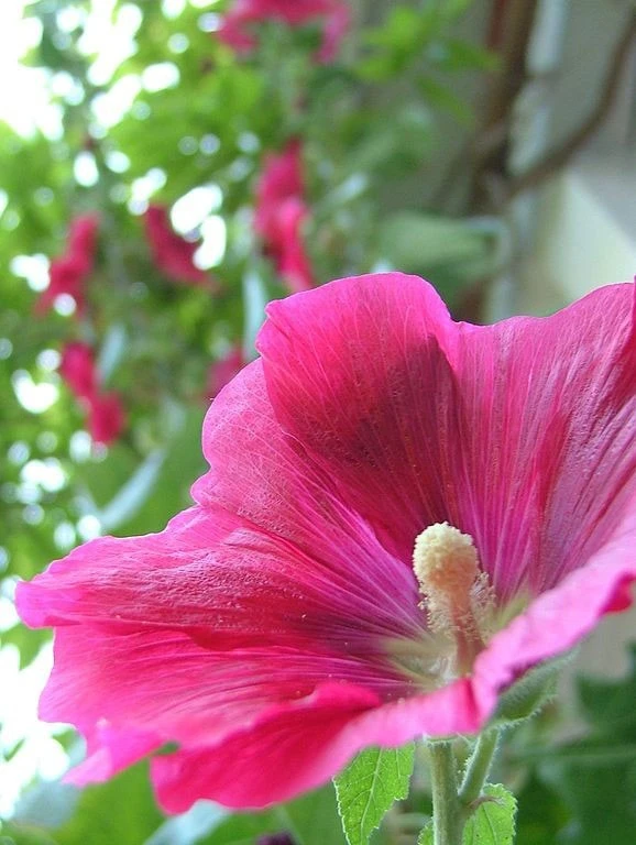 Giant Hollyhock Seeds - Alcea rosea - 10 Perennial Flower Seeds - Full Sun - Image 1