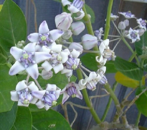 Giant Milkweed Seeds (Asclepias Gigantea) - 10 Perennial Seeds for Butterflies - Image 1