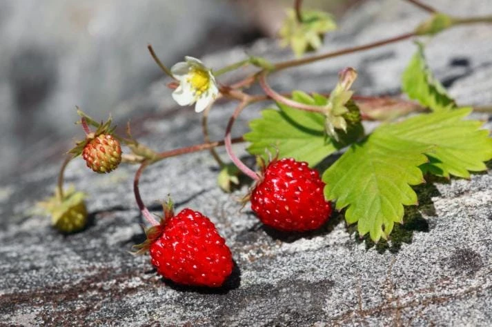 Giant Mountain Strawberry Live Plant – Fragaria moschata – 3" Pot – Perennial Fruit - Image 1