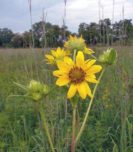 Giant Tall Sunflower Seeds - Helianthus giganteus - 10 Seed Packet - Image 1