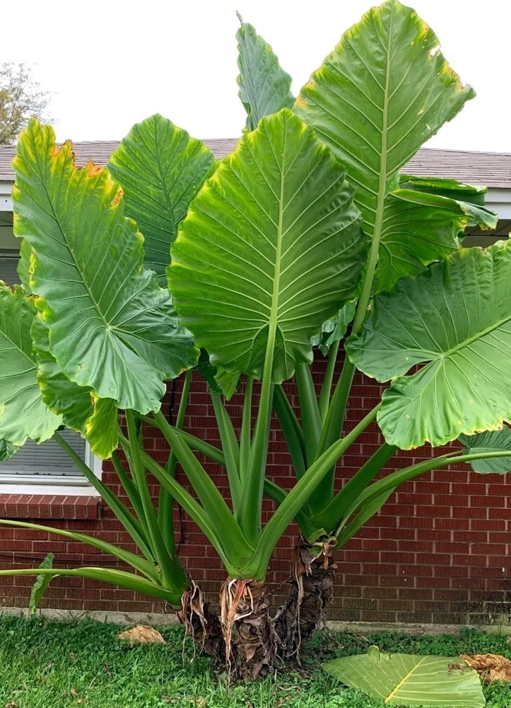 Giant Taro Alocasia Macrorrhiza Elephant Ear Live Plant - 4" Pot, Green Foliage, Indoor/Outdoor - Image 1