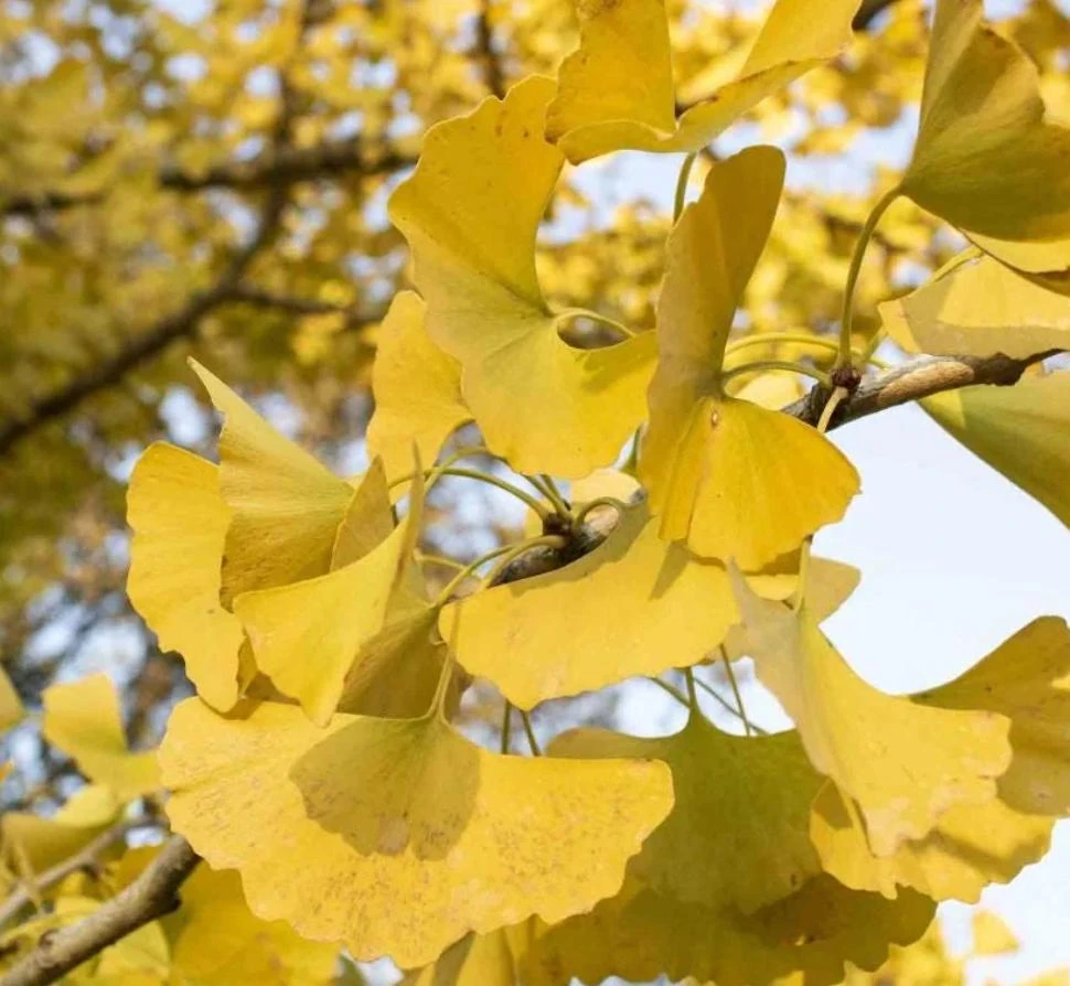 Ginkgo Biloba Live Tree – 4" Pot – Deciduous Ornamental Shade Plant - Image 2