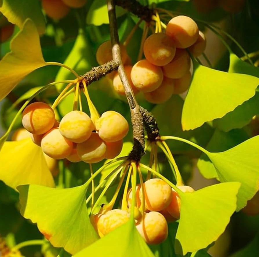 Ginkgo Biloba Live Tree – 4" Pot – Deciduous Ornamental Shade Plant - Image 3