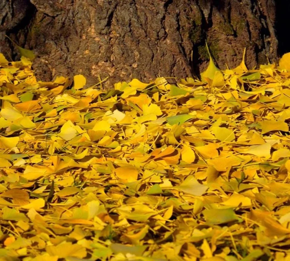 Ginkgo Biloba Live Tree – 4" Pot – Deciduous Ornamental Shade Plant - Image 4